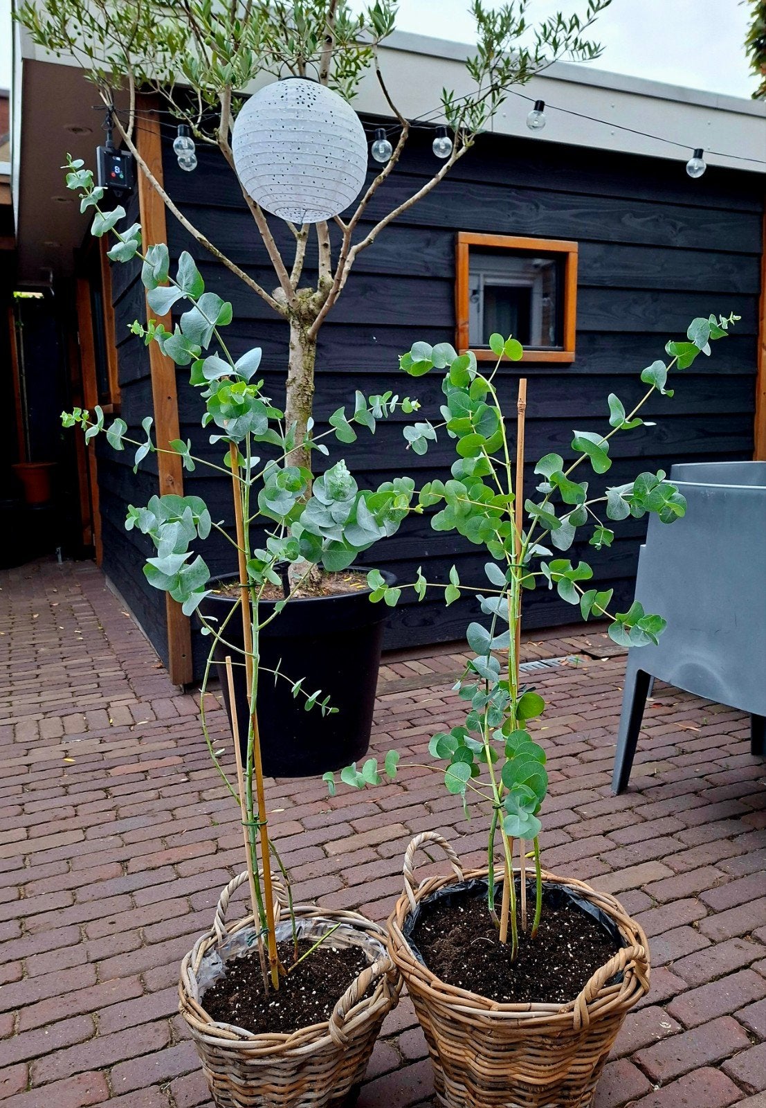 2 x eucalyptus 120 cm met manden, Tuin en Terras, Ophalen, Overige soorten