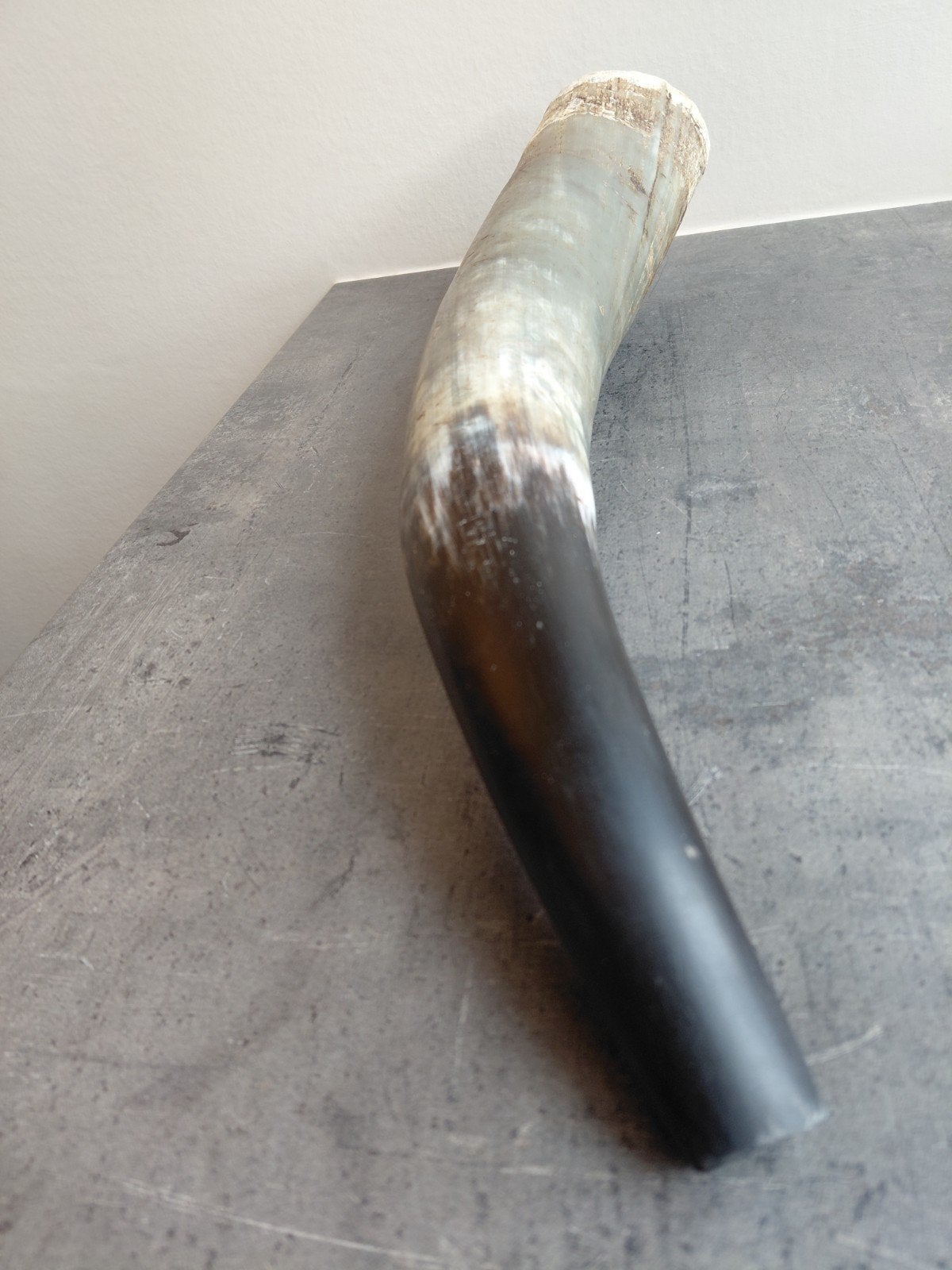 Unieke deels gepolijste koeienhoorn - 55 cm. Shofar, Ophalen of Verzenden, Zo goed als nieuw, Overige soorten