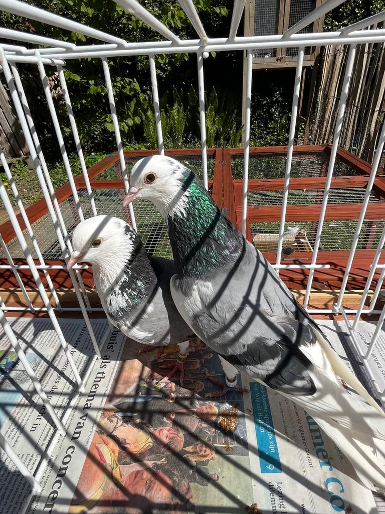 Birmingham rollers, Dieren en Toebehoren, Vogels | Duiven, Meerdere dieren, Tuimelaar of Roller
