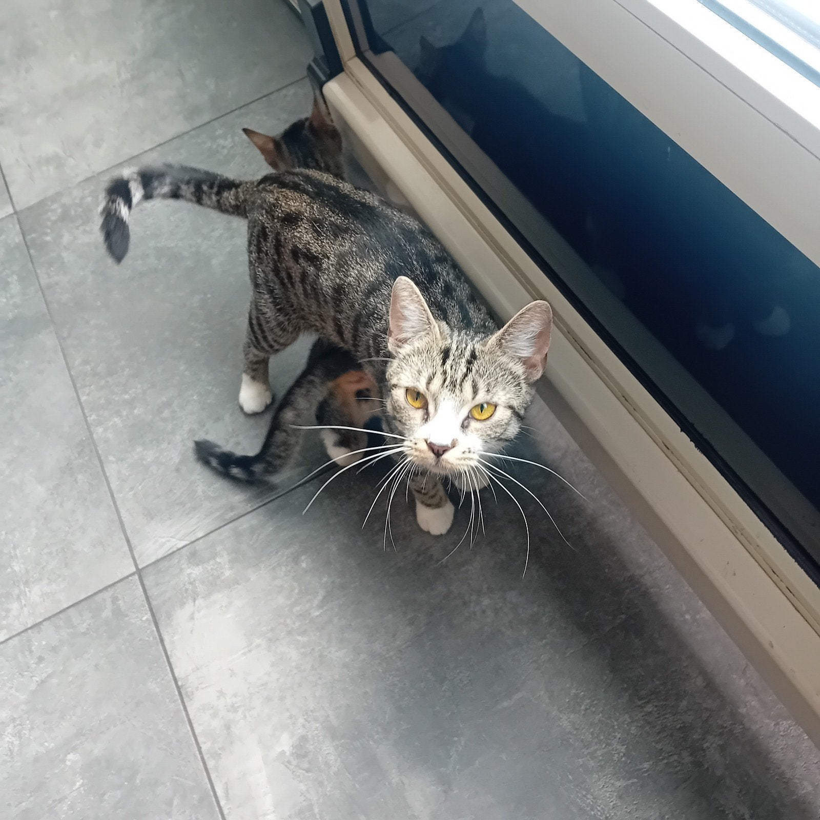 2 zusjes layla & lola, Dieren en Toebehoren, Katten en Kittens | Overige Katten, Poes