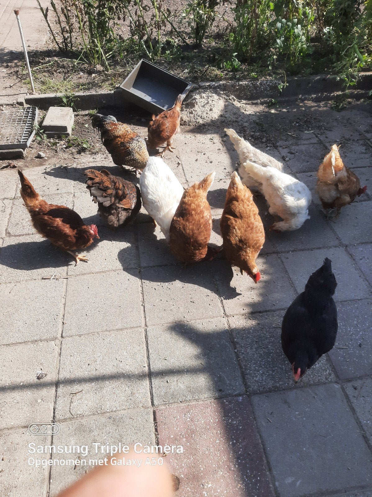 kippen, Dieren en Toebehoren, Pluimvee, Vrouwelijk, Kip