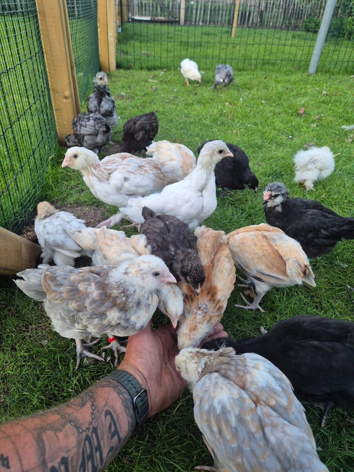 Blauwlegger/Ameraucana hennetjes, Dieren en Toebehoren, Pluimvee, Vrouwelijk, Kip