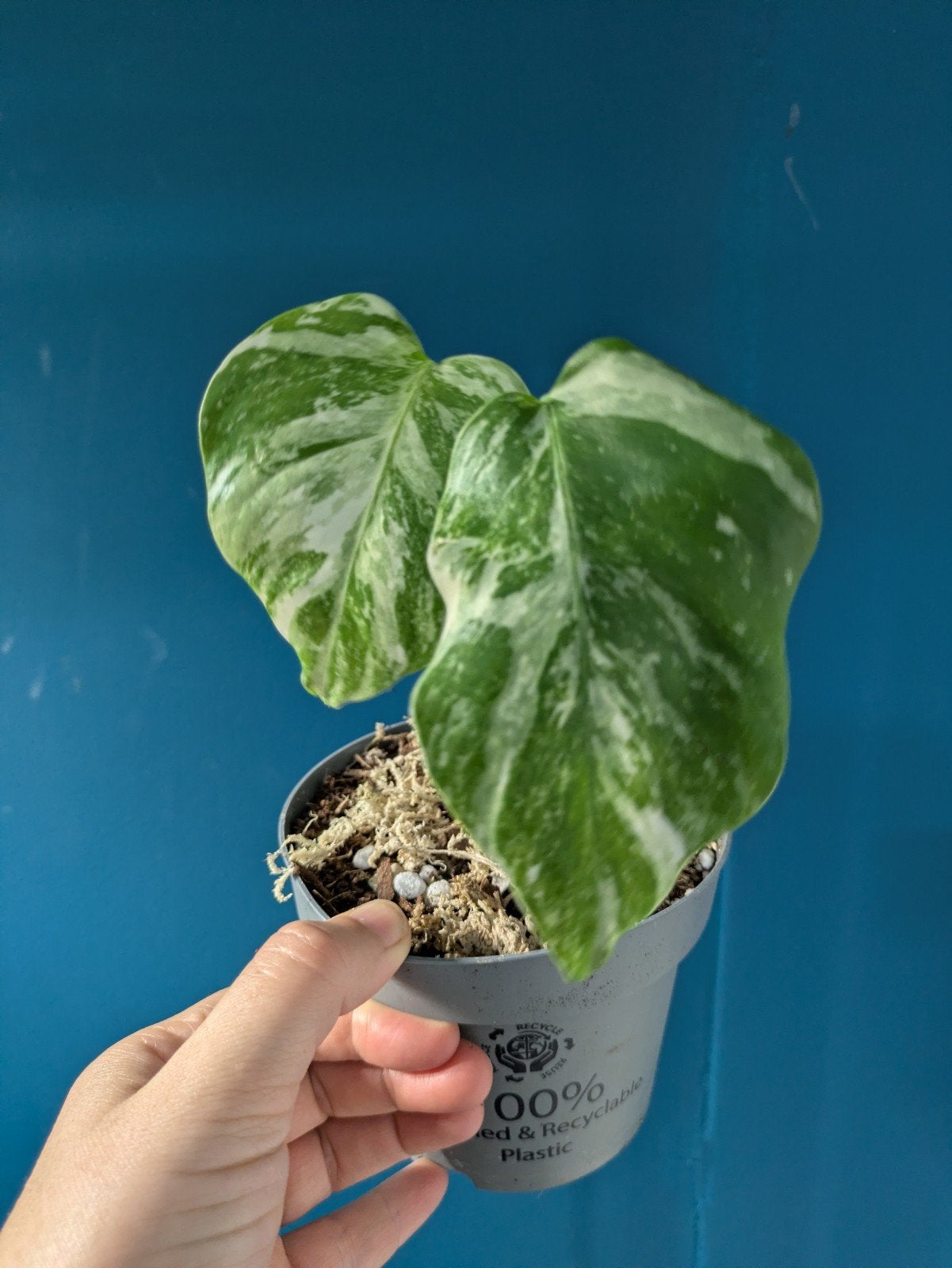 Monstera variegata 'Snow white' plantje, Ophalen of Verzenden, Halfschaduw, Minder dan 100 cm