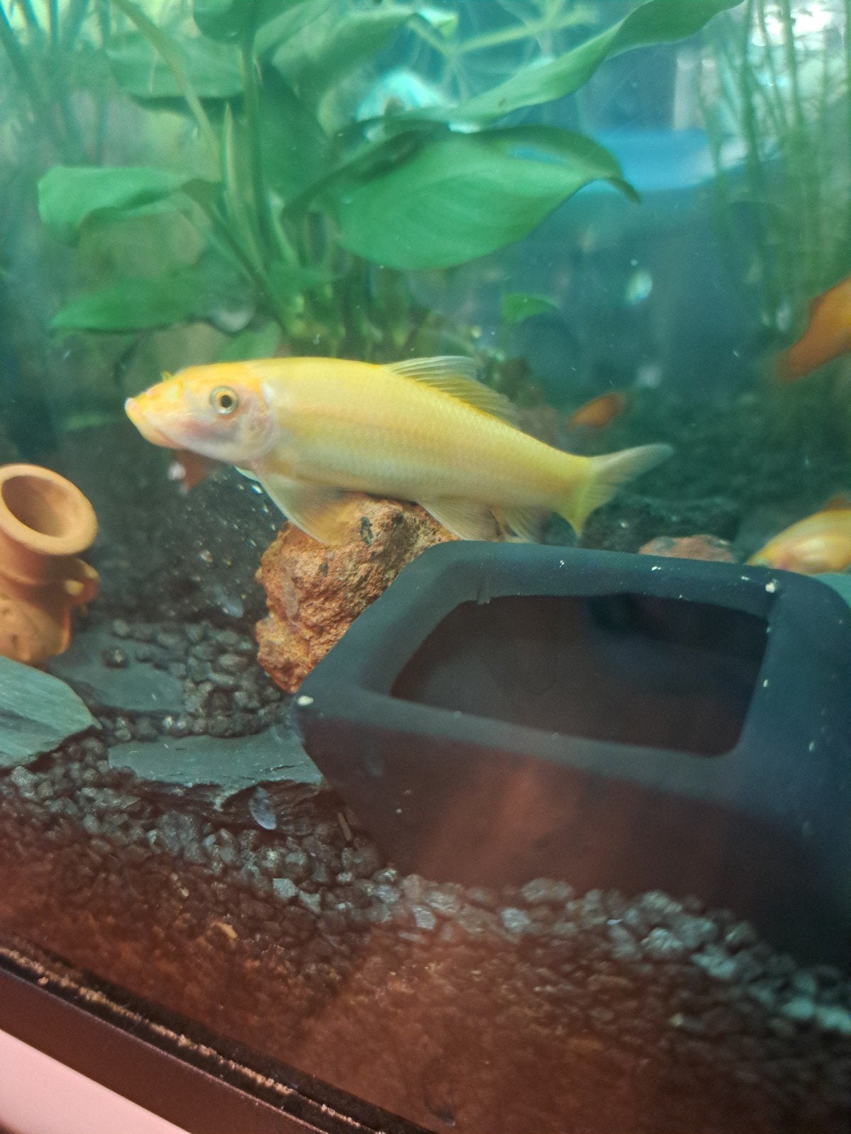 Siamese Algeneters., Dieren en Toebehoren, Vis