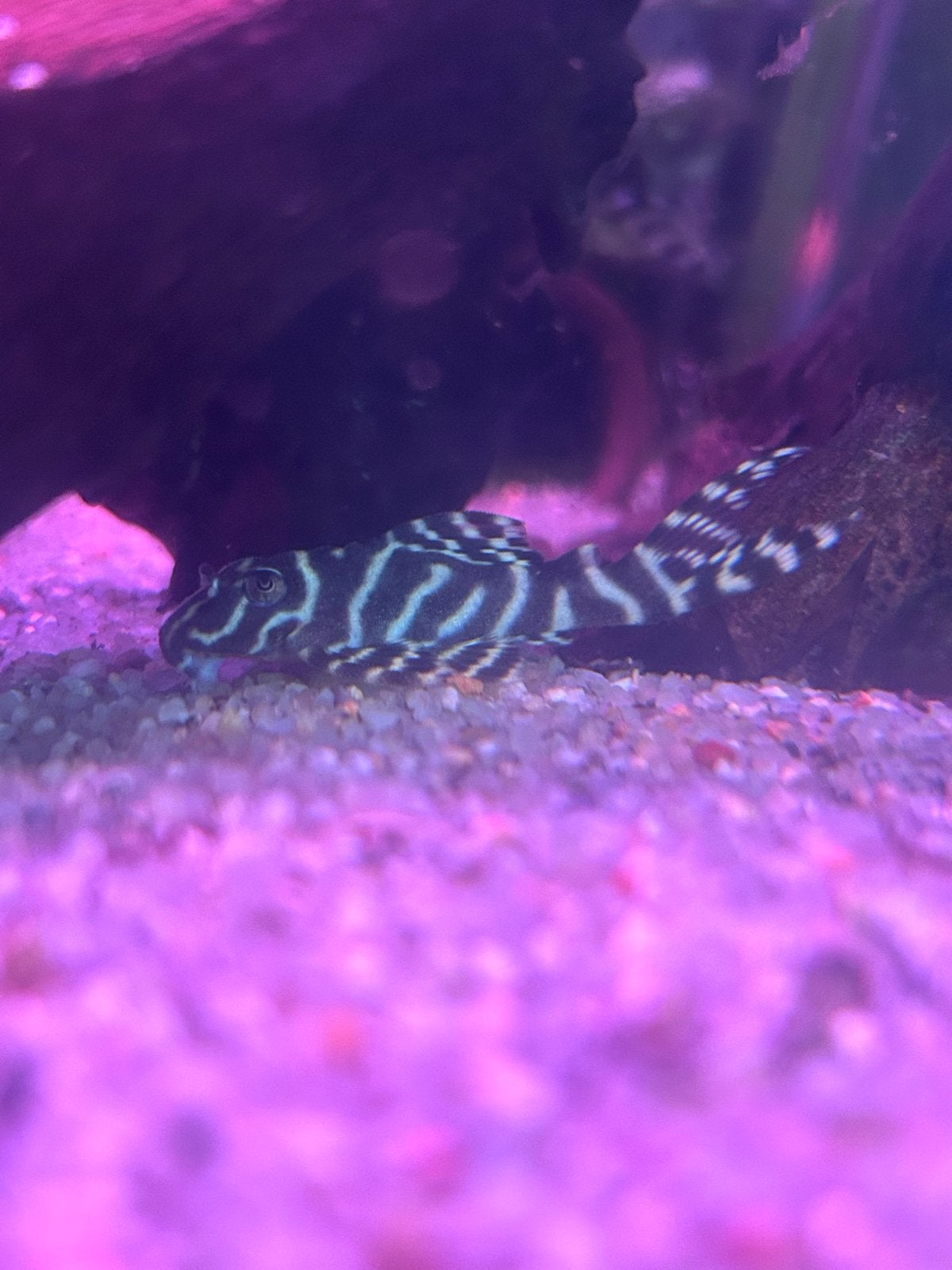 L 236 te koop, Vis, Zoetwatervis