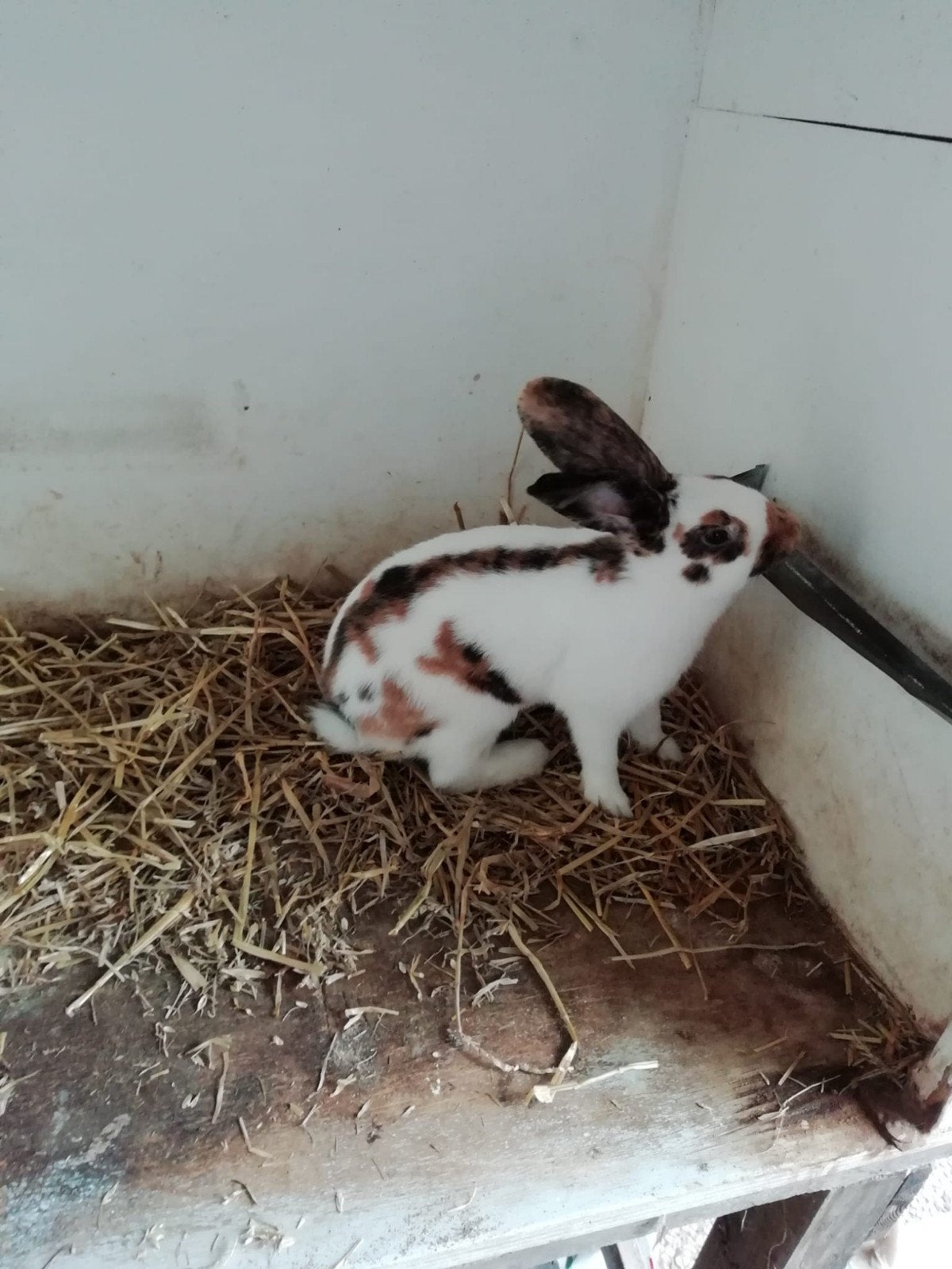 Rijnlander middelgroot voedster te koop, Vrouwelijk, Middelgroot, 0 tot 2 jaar