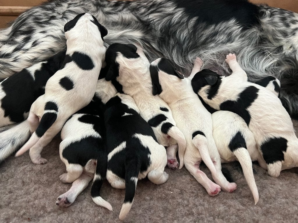 Mooie en lieve Friese Stabij pups beschikbaar, Dieren en Toebehoren, Parvo, Overige rassen, 8 tot 15 weken, Meerdere