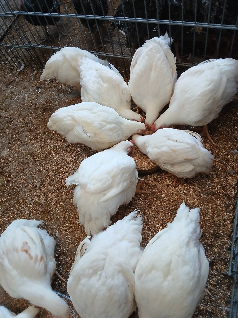 mesthaantjes, Dieren en Toebehoren, Pluimvee, Meerdere dieren, Kip