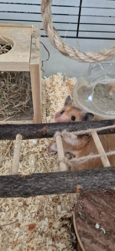 Hamster., Vrouwelijk, Tam