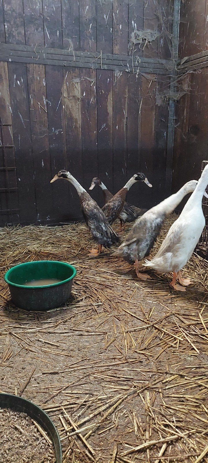 Loopeend  woerd gratis af te halen, Dieren en Toebehoren, Mannelijk, Eend