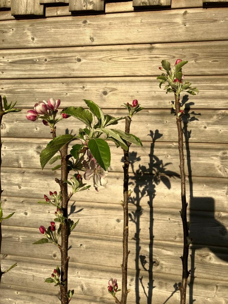 Fruitbomen op = op (appel, peer, pruim, kers), Ophalen, Lente, In pot, Appelboom