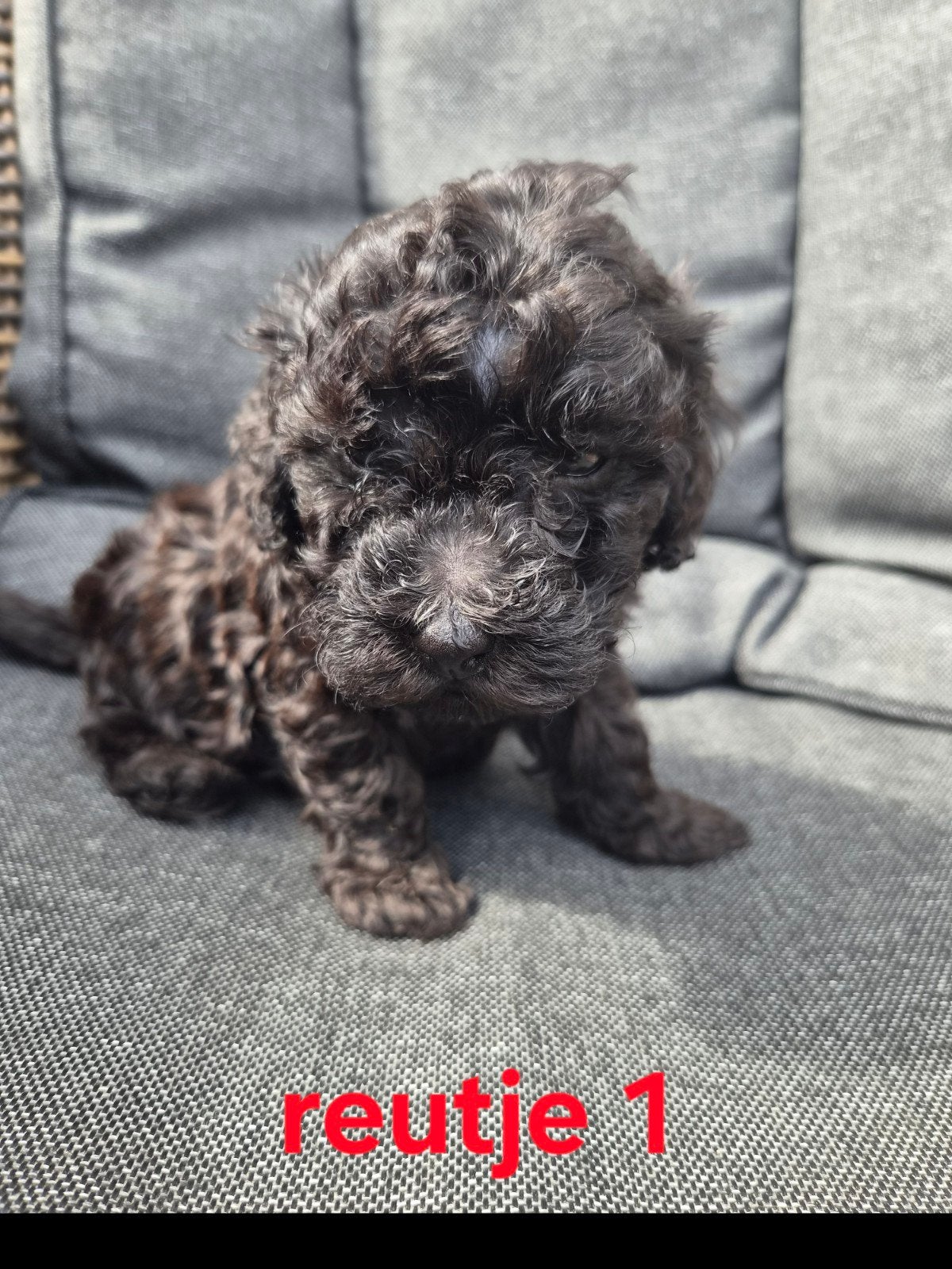 Toypoedel x kleine Dwergpoedel pups, Poedel, 8 tot 15 weken, Meerdere, Meerdere dieren