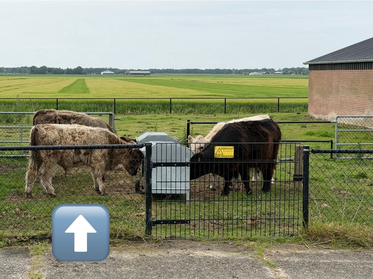 Galloway stier, Ophalen