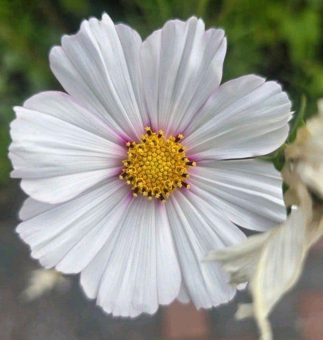 Cosmea zaden biologisch 'Daydream' cosmos, Tuin en Terras, Ophalen of Verzenden, Volle zon