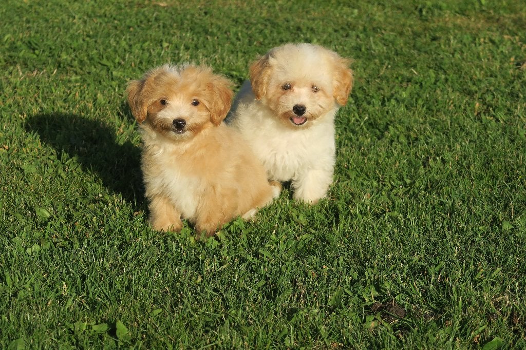 Boomer pups, Parvo, Maltezer, Nederland, 8 tot 15 weken