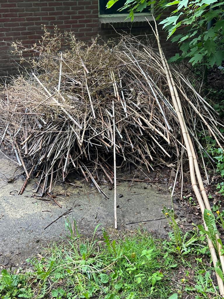 Gratis bamboestokken voor tuin of decoratie, Ophalen, Bloeit niet, Overige soorten, Volle zon