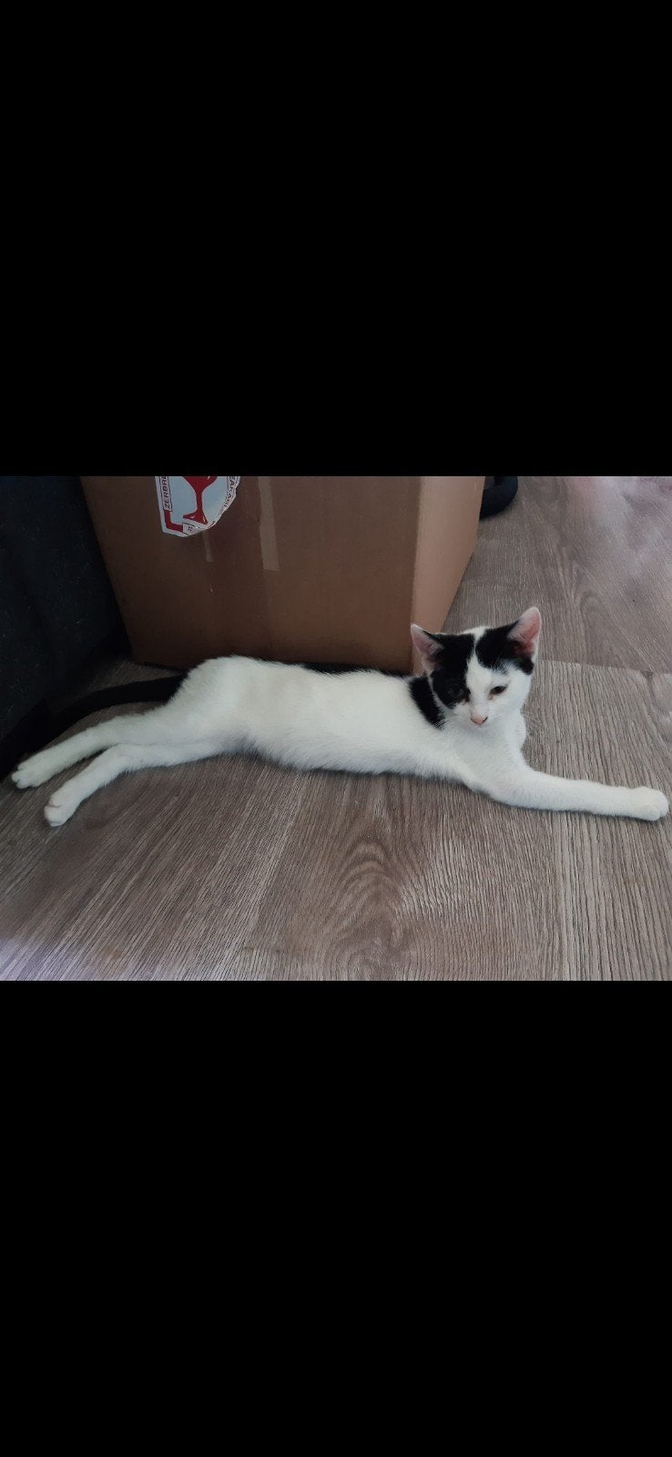 kittens & 2 volwassen katten zoeken z.s.m. nieuw huisje, Meerdere dieren, Kortharig, 0 tot 2 jaar