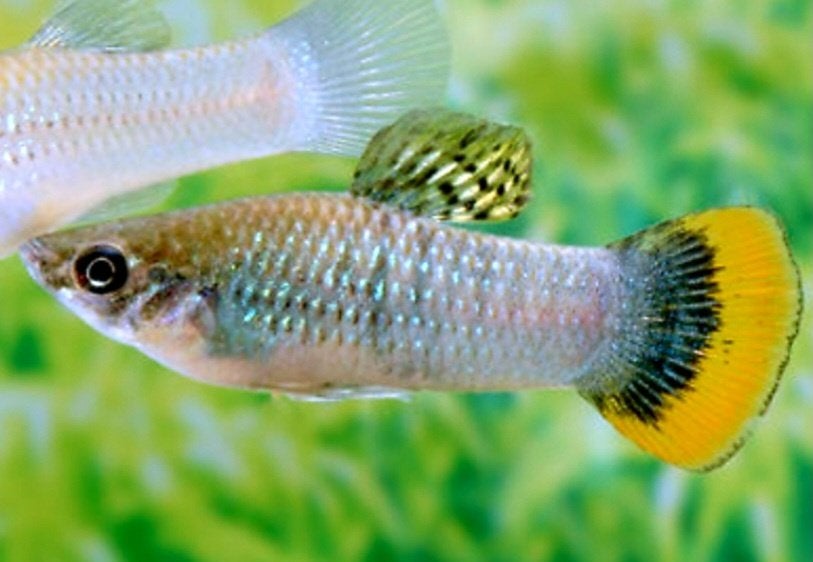 Poecillia Mexicana, Dieren en Toebehoren, Vis, Zoetwatervis