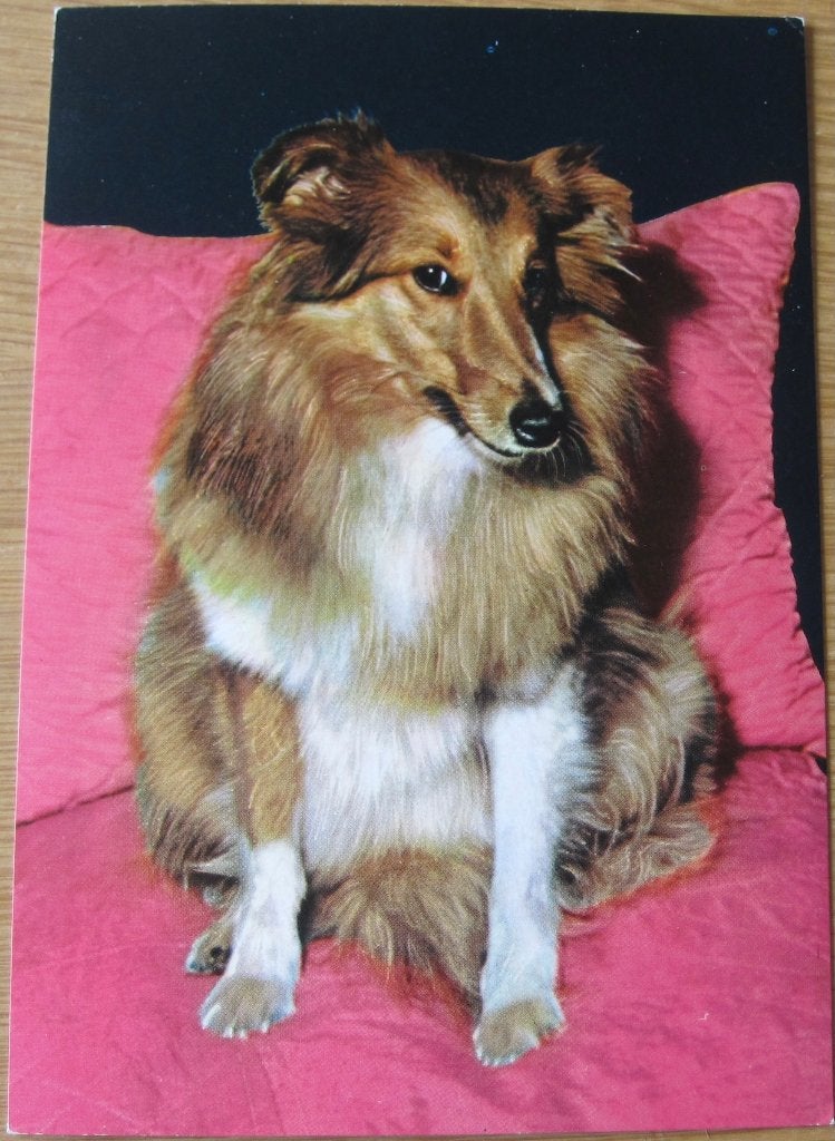 schotse collie op rose kussen - nieuwe ansichtkaart, Ophalen of Verzenden, 1960 tot 1980, Ongelopen, Hond of Kat