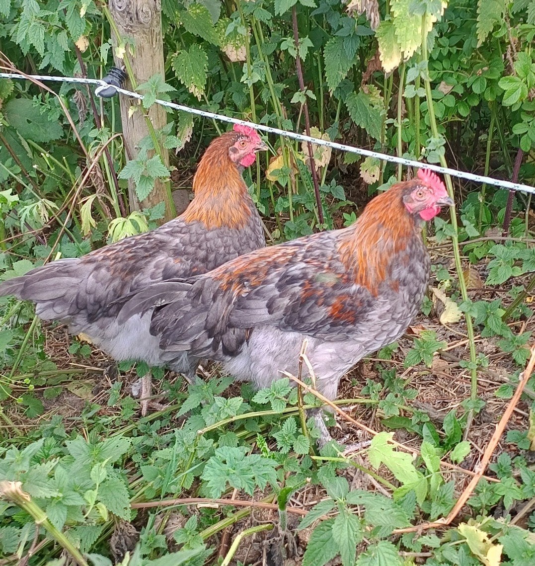 Marans hanen, Mannelijk, Kip