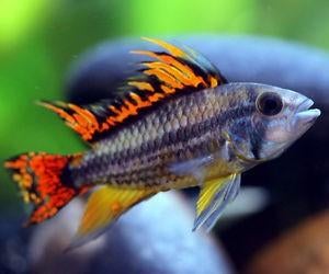 Apistogramma cacatuoides double red - Koidream Valburg, Dieren en Toebehoren, Vissen | Aquariumvissen, Zoetwatervis, Vis