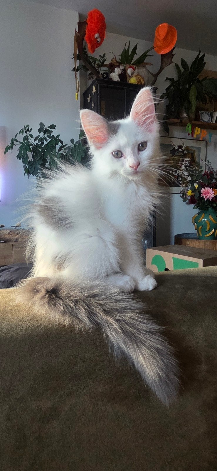 2 prachtige Maine Coon kittens! Mogen nu weg!, Meerdere dieren, Langharig, 0 tot 2 jaar