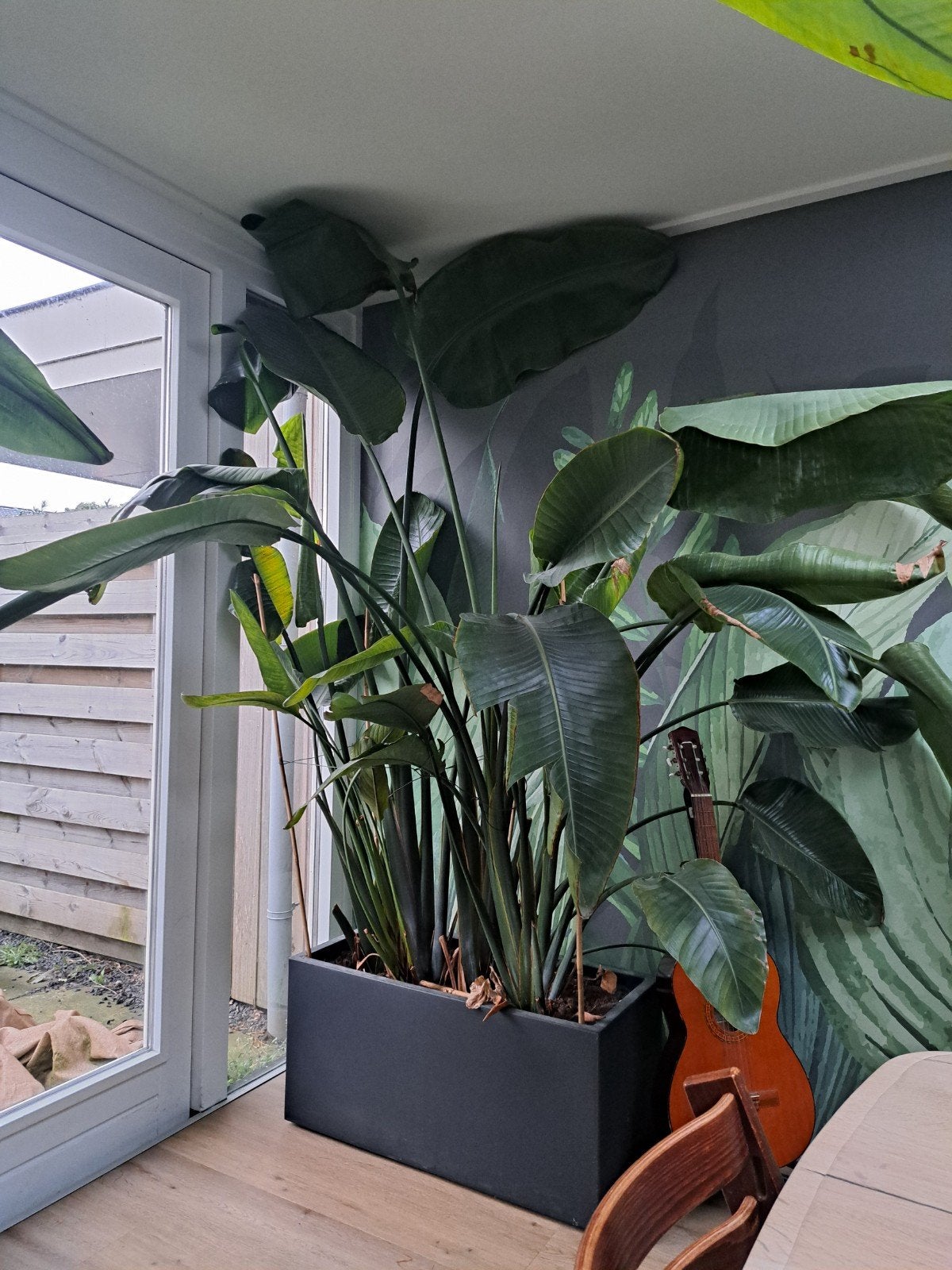 Grote Strelitzia Nicolai - Paradijsvogelplanten (2m+), Ophalen, 200 cm of meer, Overige soorten, Halfschaduw
