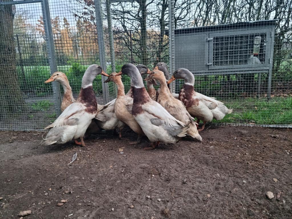 Fantastisch duo Sakseneend Saksische eenden mannen maar 25,-, Dieren en Toebehoren, Pluimvee, Eend, Meerdere dieren