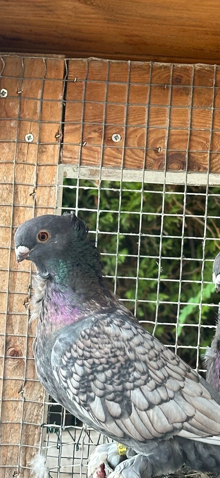 Vogels en Sierduiven, Dieren en Toebehoren, Meerdere dieren, Overige soorten