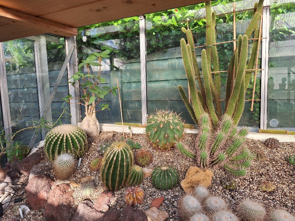 Cactussen, Tuin en Terras, Planten | Tuinplanten, Ophalen, Overige soorten, Volle zon