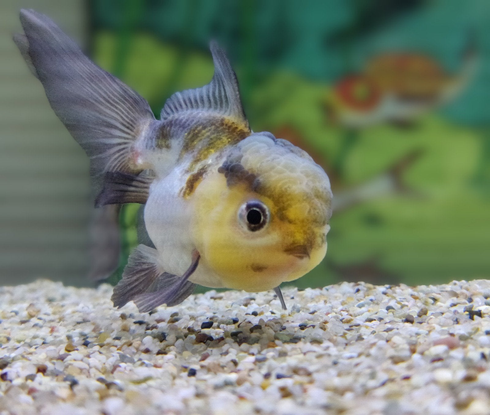 Fancy Goldfish ongeveer 4 jaar oud 10 cm lang, Dieren en Toebehoren, Vis, Zoetwatervis