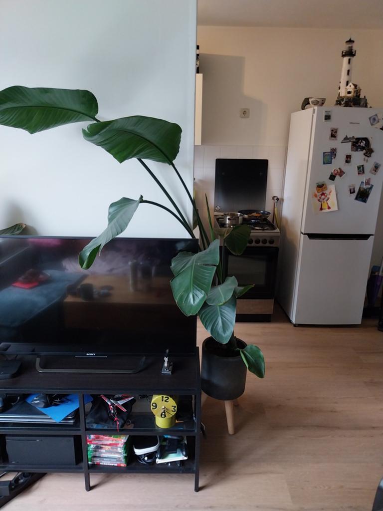Strelitzia, Ophalen, Overige soorten, Halfschaduw, In pot