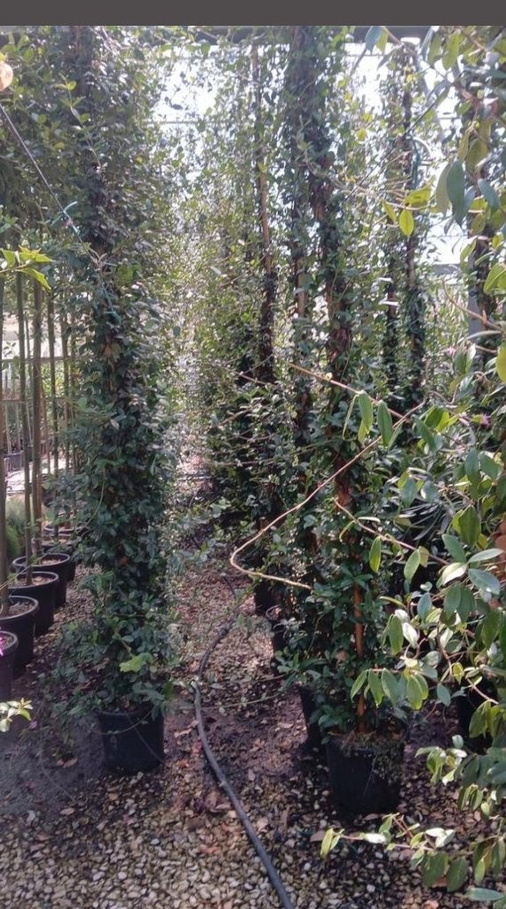Witte Toscaanse jasmijn ruim 3 meter, Tuin en Terras, Planten | Tuinplanten, Ophalen, Volle zon, Vaste plant, Klimplanten