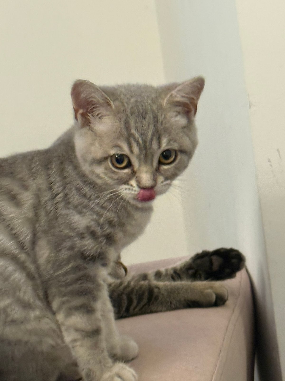 Britse Korthaar, Dieren en Toebehoren, Katten en Kittens | Raskatten | Korthaar, Meerdere dieren, Met stamboom, 0 tot 2 jaar