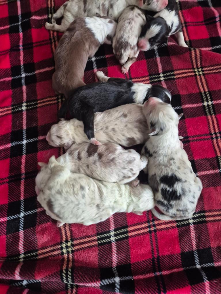 Australian shepherds pups uit geteste ouders merle pups, Dieren en Toebehoren, Honden | Herdershonden en Veedrijvers, 8 tot 15 weken