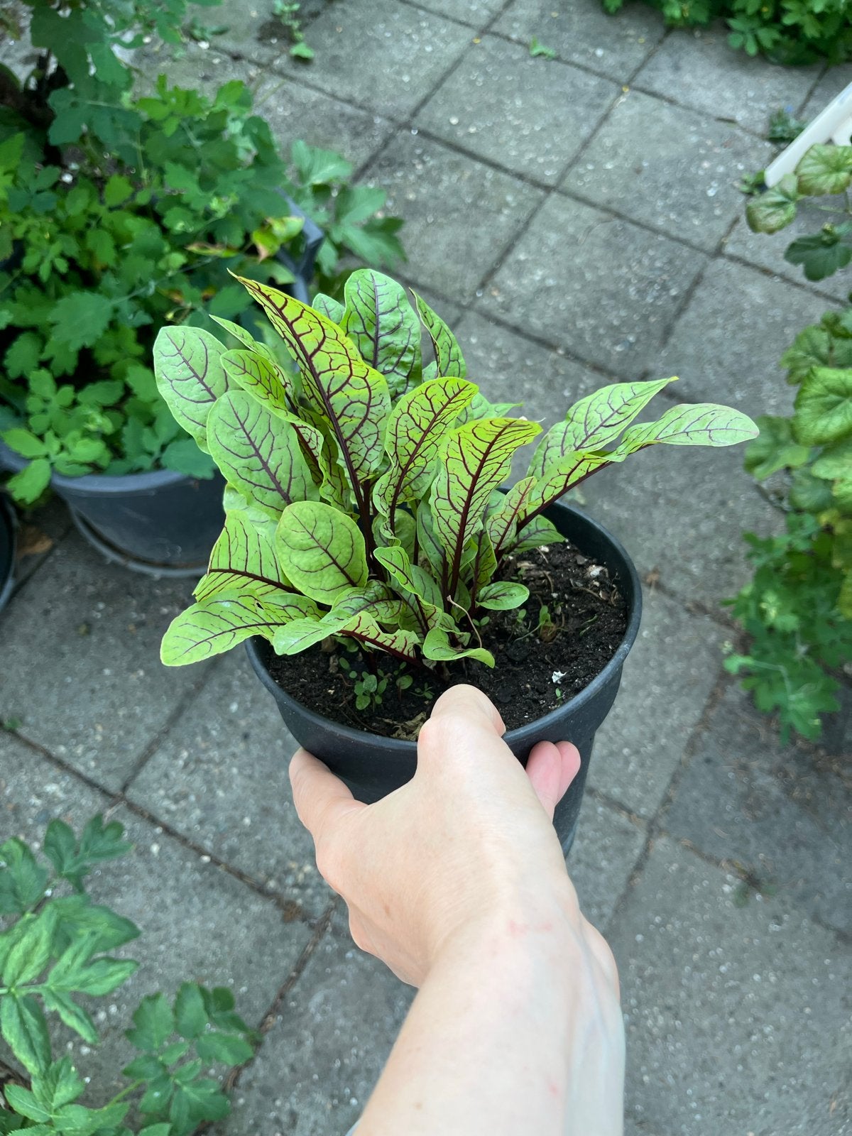 Red Sour Plant (Rumex sanguineus) – Organic, Ophalen, Volle zon, Vaste plant, Kruiden