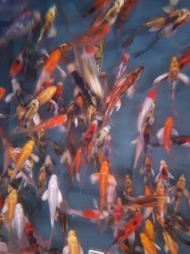 Import HQ Butterfly koi / Vlinderkoi 8 / 12 cm Koidreams, Dieren en Toebehoren, Vissen | Vijvervissen, Karper of Koi