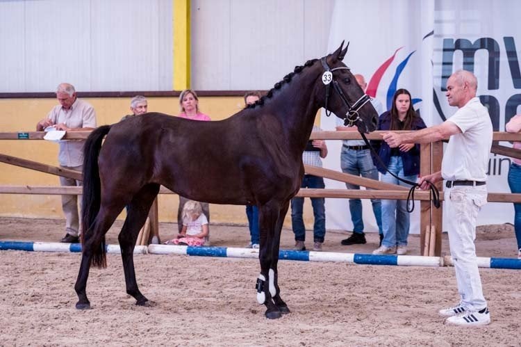 Zwarte parel New Forest, Merrie, Zadelmak, D pony (1.37m tot 1.48m), 3 tot 6 jaar