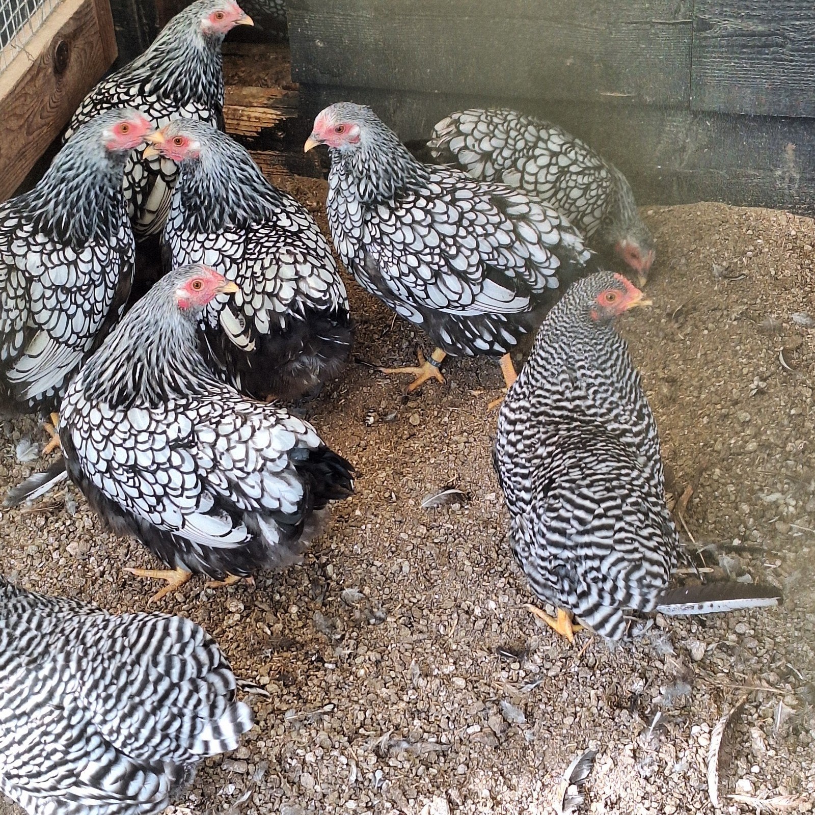 wyandotte kriel, Dieren en Toebehoren, Pluimvee, Vrouwelijk, Kip