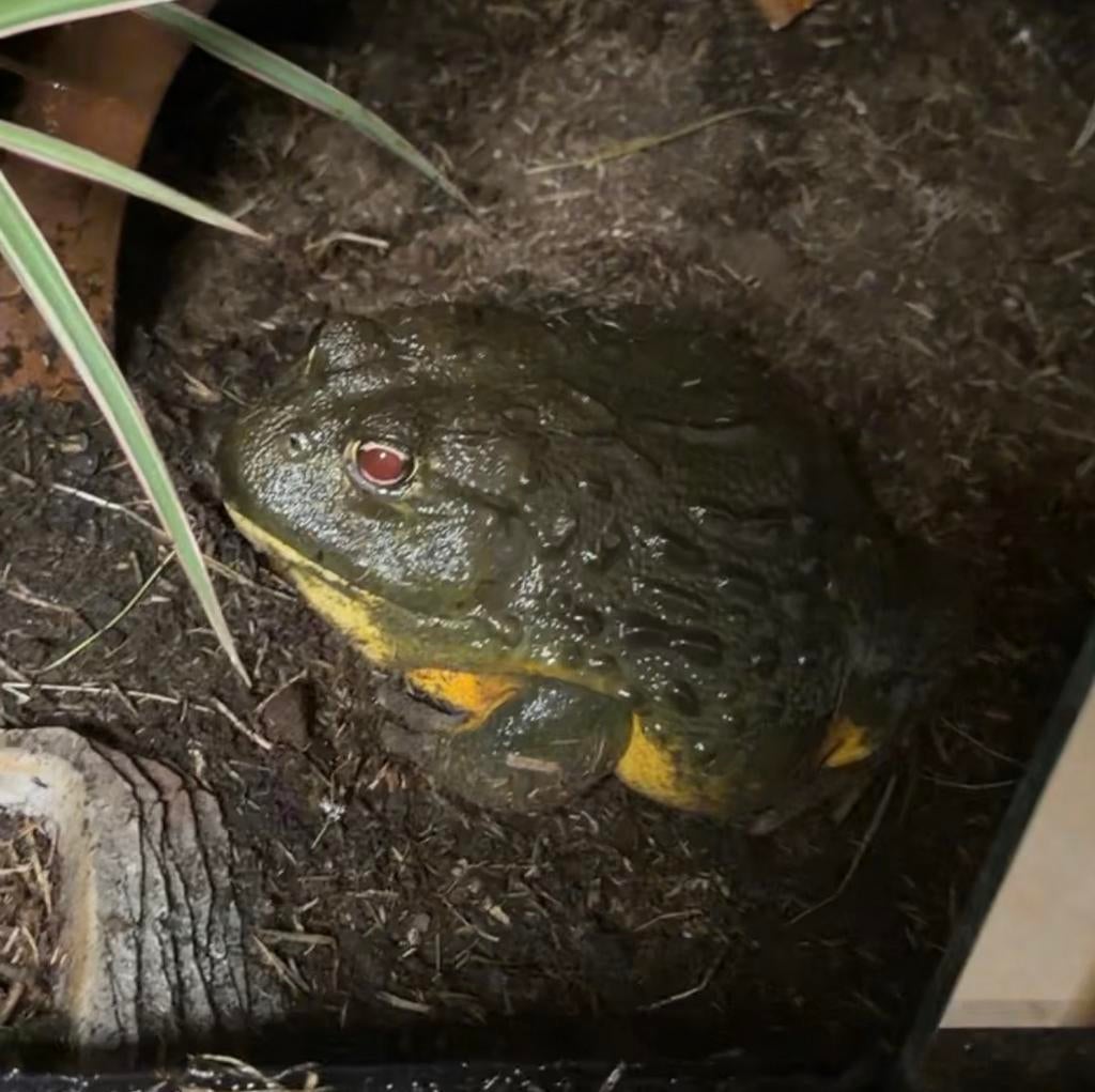 Afrikaanse stierkikker, Dieren en Toebehoren, Reptielen en Amfibieën, Slang, 0 tot 2 jaar