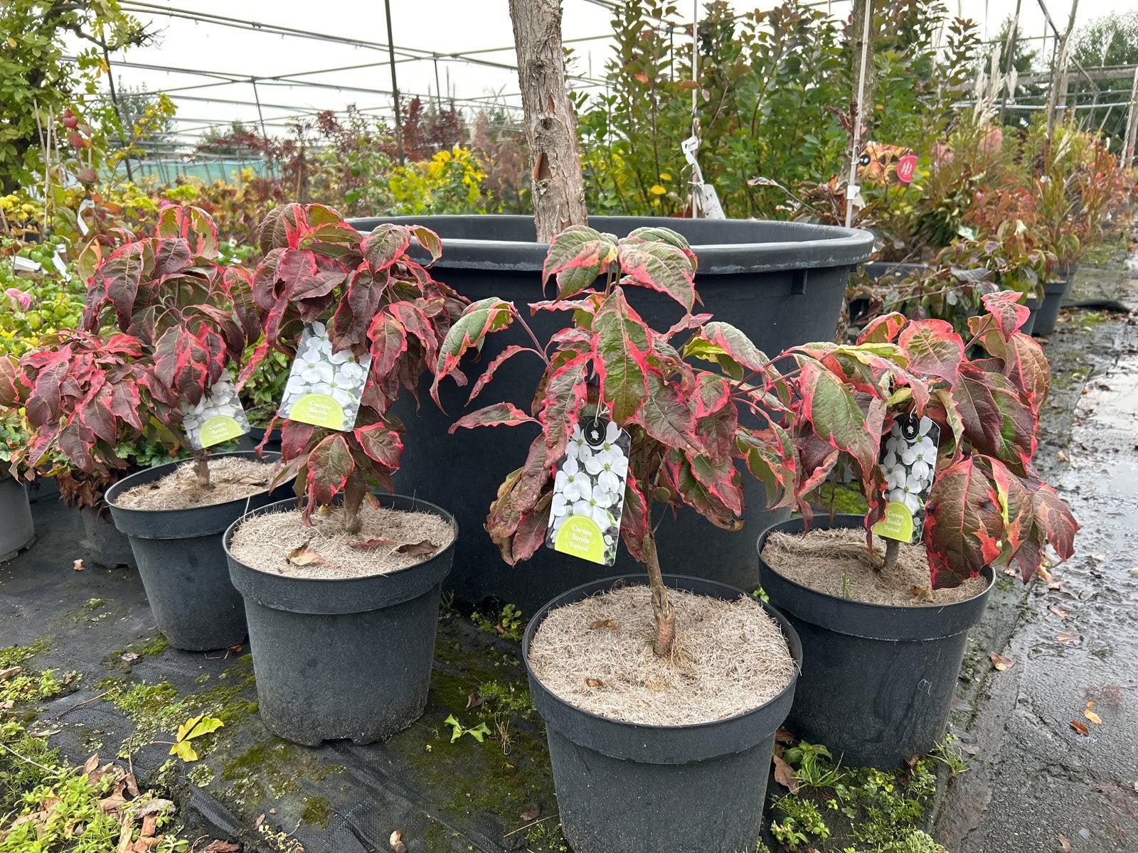 Cornus Florida 'Daybreak' in 7,5 liter pot, Halfschaduw, Overige soorten, Lente, Minder dan 100 cm