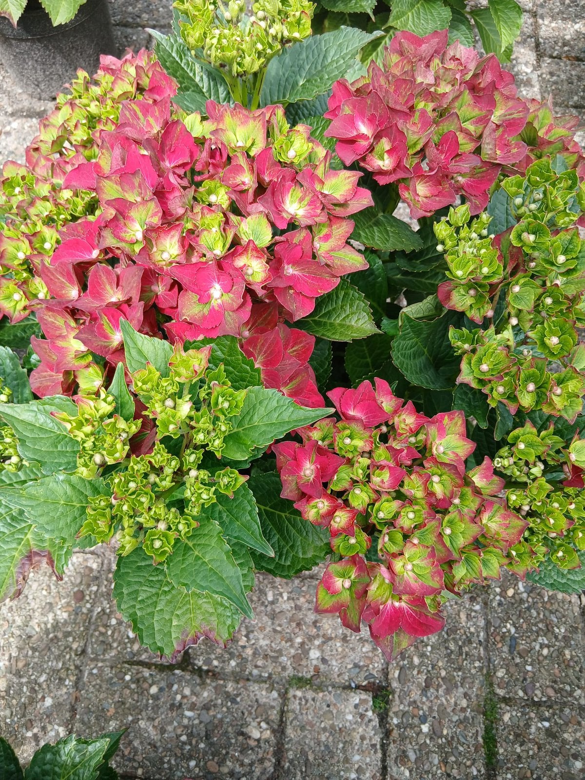 Mooie Hortensia’s meerdere kleuren, Tuin en Terras, Ophalen, Overige soorten, Halfschaduw