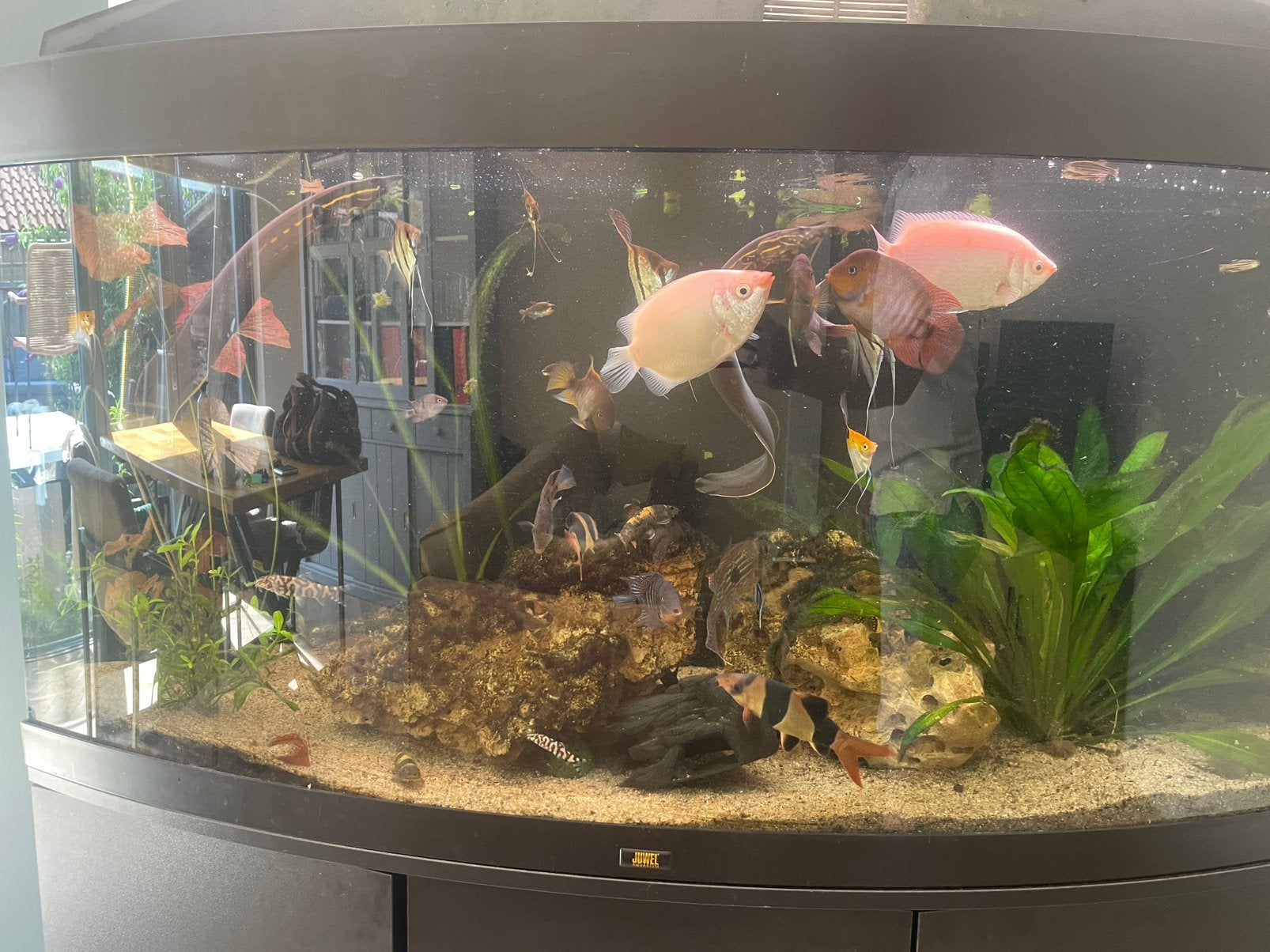 Aquarium 240L, Dieren en Toebehoren, Ophalen, Gebruikt, Gevuld zoetwateraquarium, Inclusief vissen