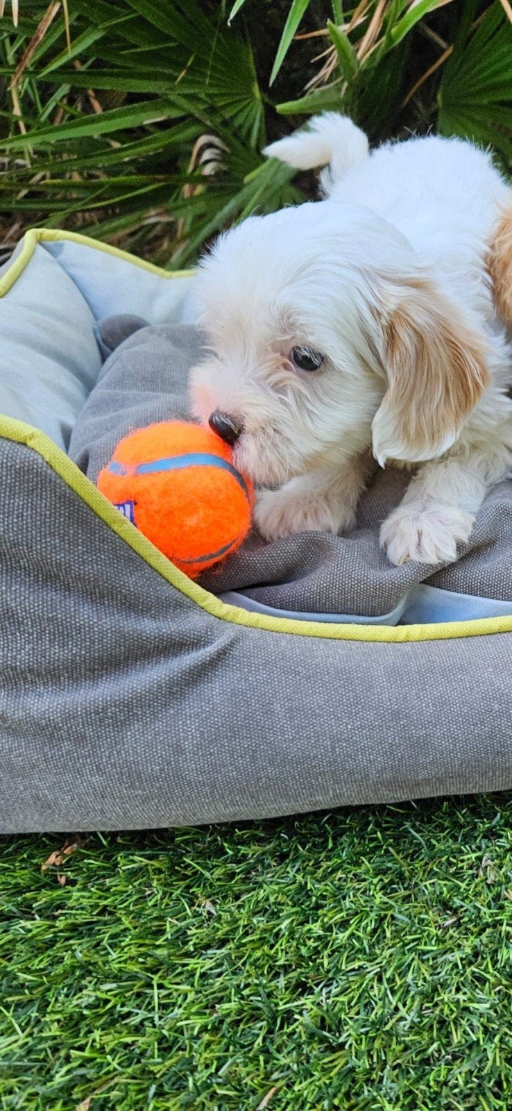 Maltipoo pups, Overige rassen, 8 tot 15 weken, Meerdere, Meerdere dieren