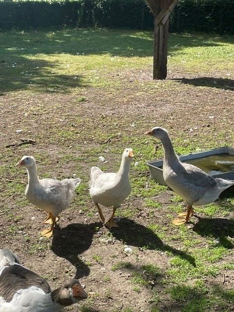 3 jonge ganzen, Meerdere dieren, Gans of Zwaan