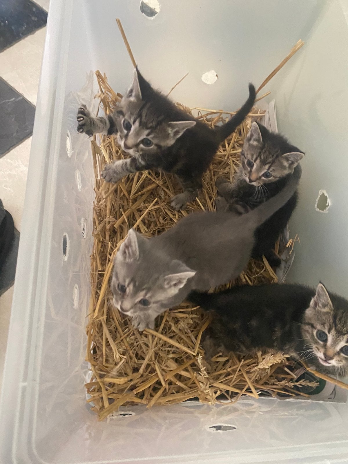 Lieve kleine kittens, Dieren en Toebehoren, Katten en Kittens | Overige Katten, Poes, Kortharig, 0 tot 2 jaar