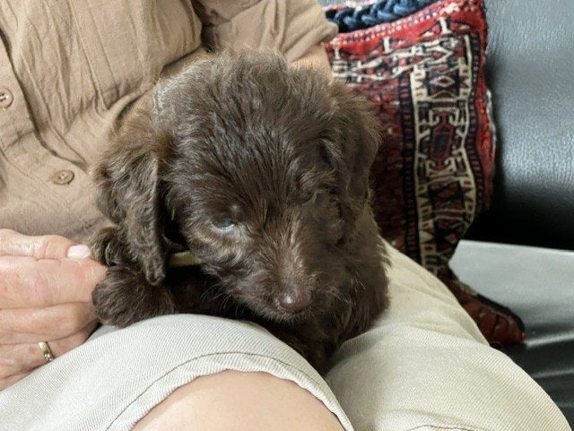 labradoodle teefje bruin 3,5 mnd, Dieren en Toebehoren, Parvo, 15 weken tot 1 jaar, Overige rassen, Teef