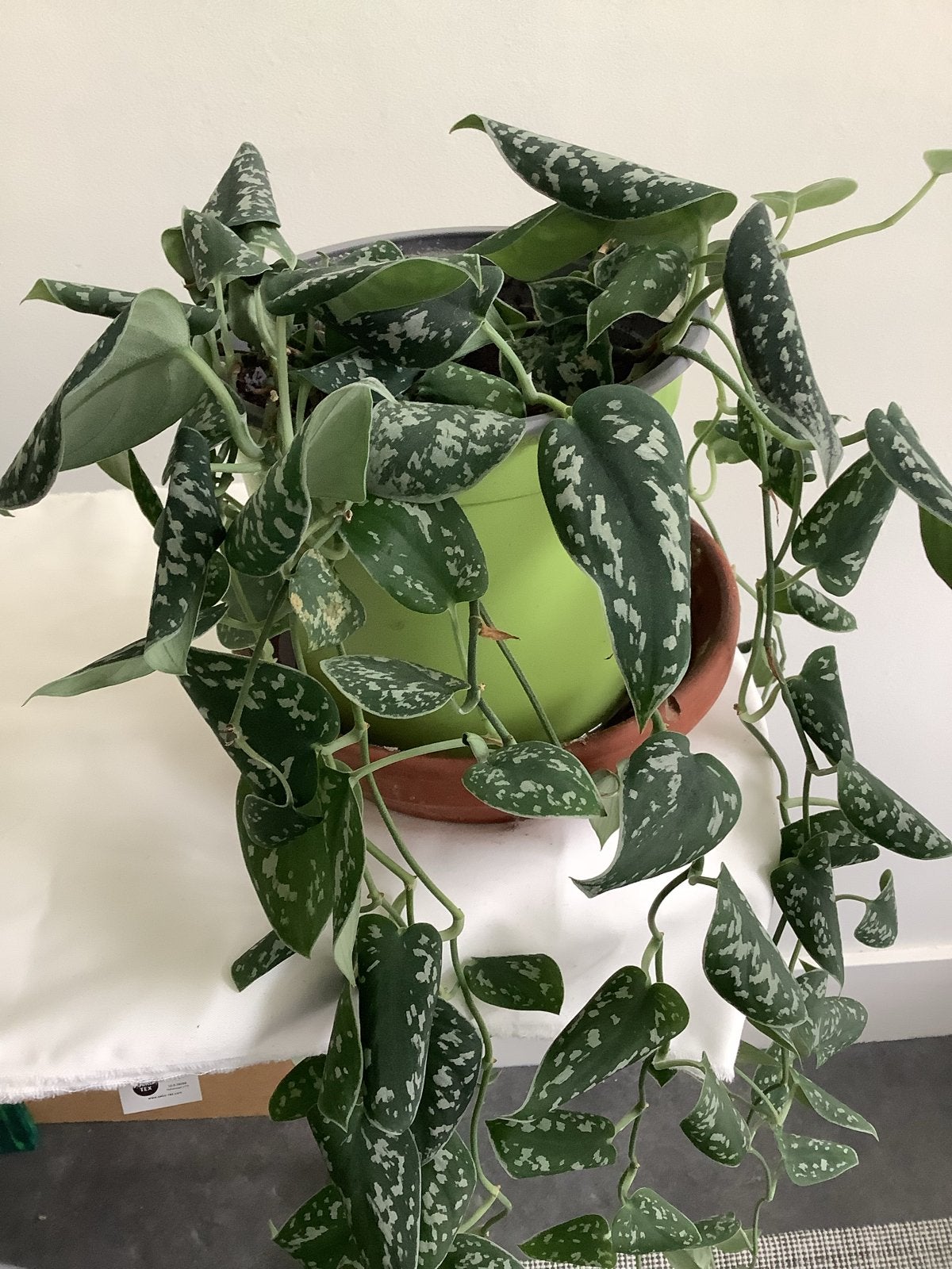 Scindapsus Pictus 'Argyraeus' - Gemakkelijke Hangplant, Huis en Inrichting, Ophalen, Overige soorten, Halfschaduw, In pot