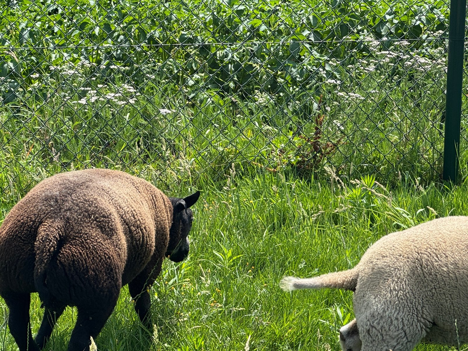 Luxe schapenram, Dieren en Toebehoren, Mannelijk, Schaap