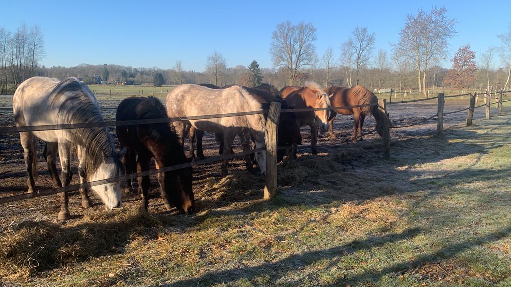 Weiland te huur gevraagd Loenen/Zutphen, Dieren en Toebehoren, Weidegang, 4 paarden of pony's of meer